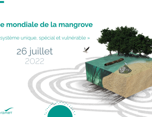 Célébrons la Journée Mondiale de la mangrove !