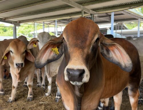 Azote liquide : un partenariat industriel au service de l’élevage calédonien