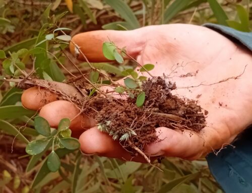 Restaurer, replanter, revivre : la biodiversité au cœur de la SLN