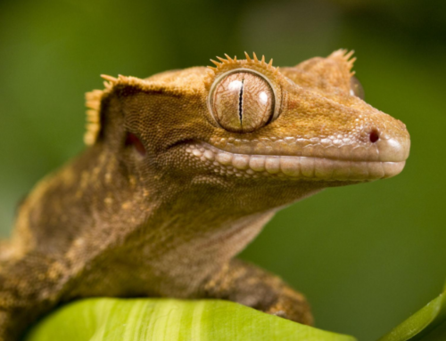 Biodiversité : la SLN contribue à la réévaluation du statut de conservation des reptiles de Nouvelle-Calédonie